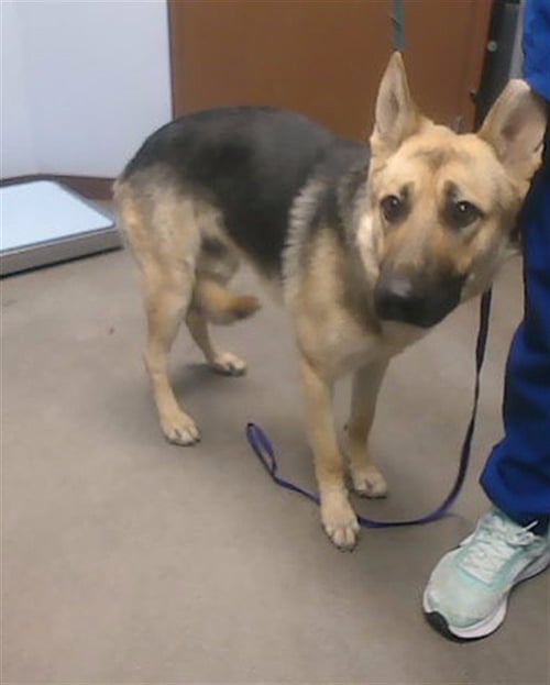 ATLAS - German Shepherd Dog available for adoption