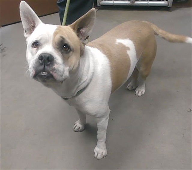 MON AMIE - American Bulldog available for adoption