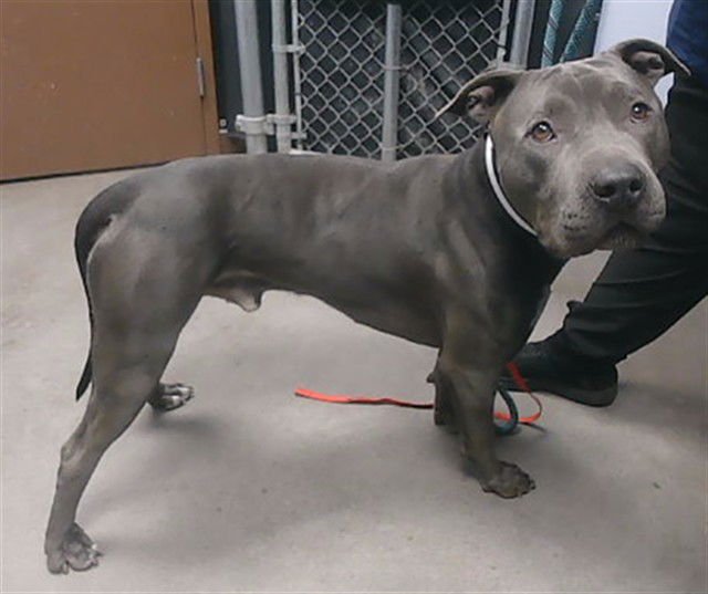 CUPID - American Pit Bull Terrier available for adoption