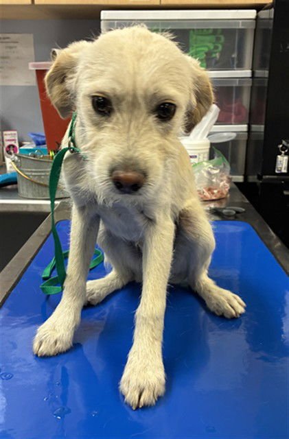 TRUCKER - Cairn Terrier available for adoption