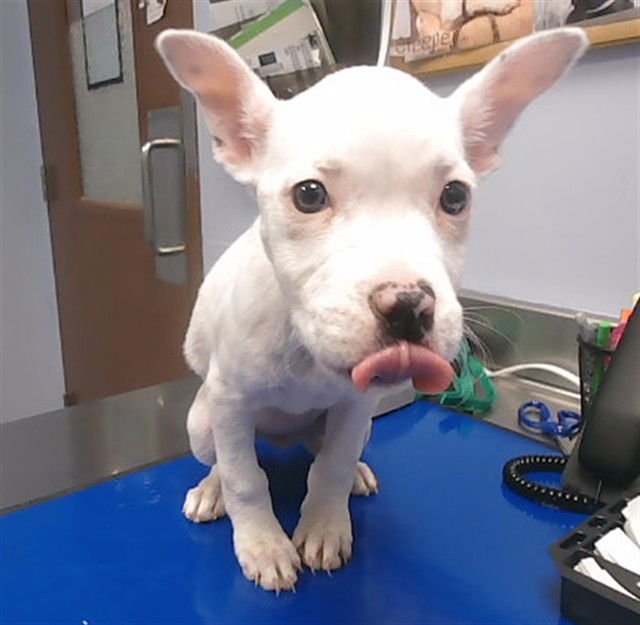 SPOT - American Pit Bull Terrier available for adoption