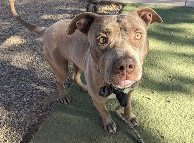 WHOPPER - American Pit Bull Terrier available for adoption