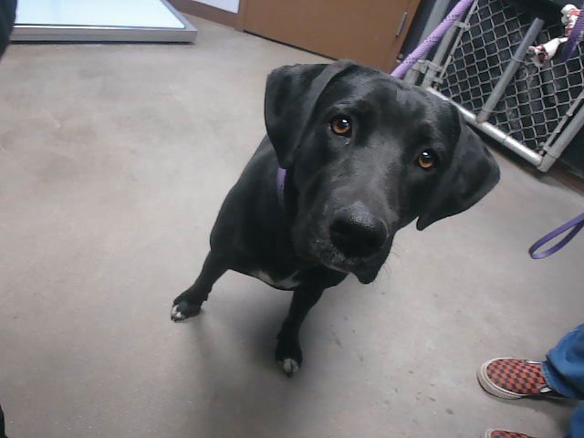 PORSCHE - Labrador Retriever available for adoption