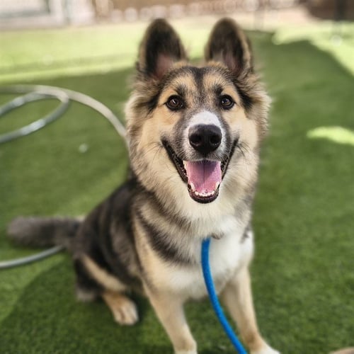 CHARM - German Shepherd Dog / Siberian Husky available for adoption