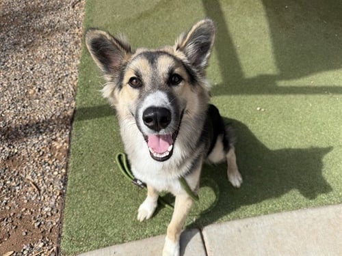 CHARM - German Shepherd Dog / Siberian Husky available for adoption