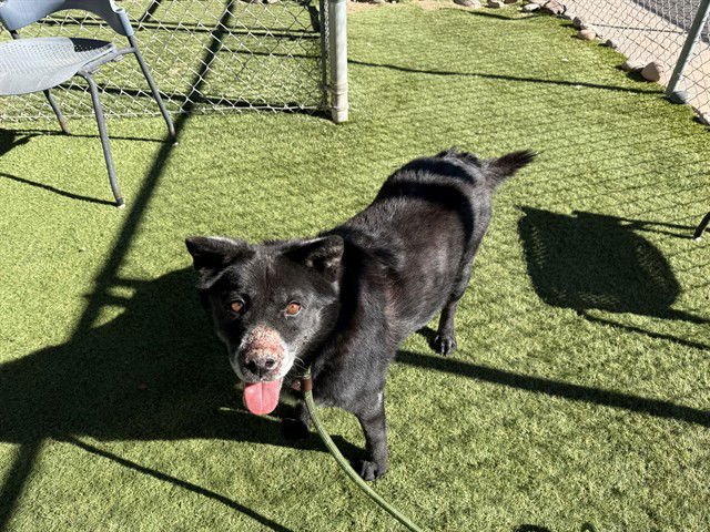 SEHWA - Jindo (Korean) available for adoption