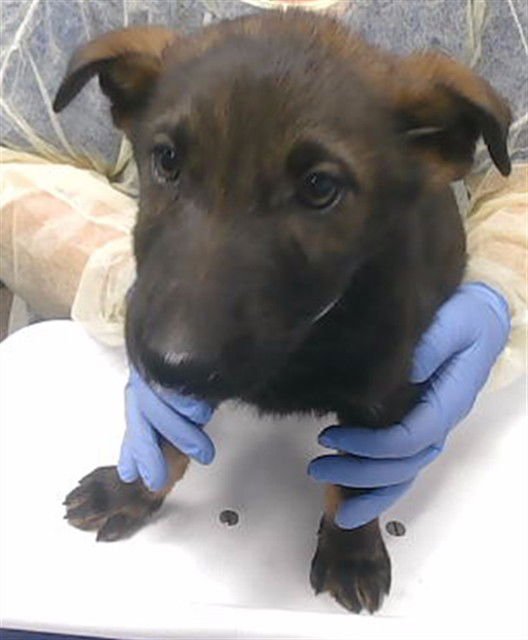 SNICKERS - Belgian Shepherd Malinois available for adoption