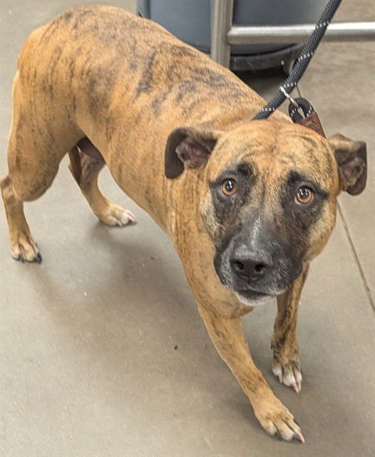 POTATO - American Pit Bull Terrier available for adoption