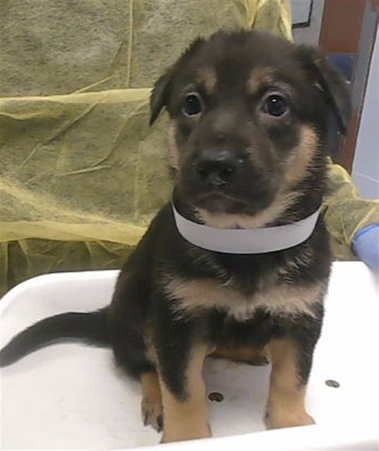 BLACK WIDOW - German Shepherd Dog available for adoption