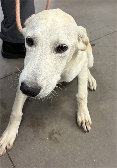 GILLY - Labrador Retriever available for adoption