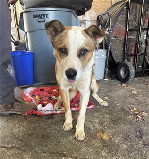 BRAD - Australian Cattle Dog/Blue Heeler available for adoption