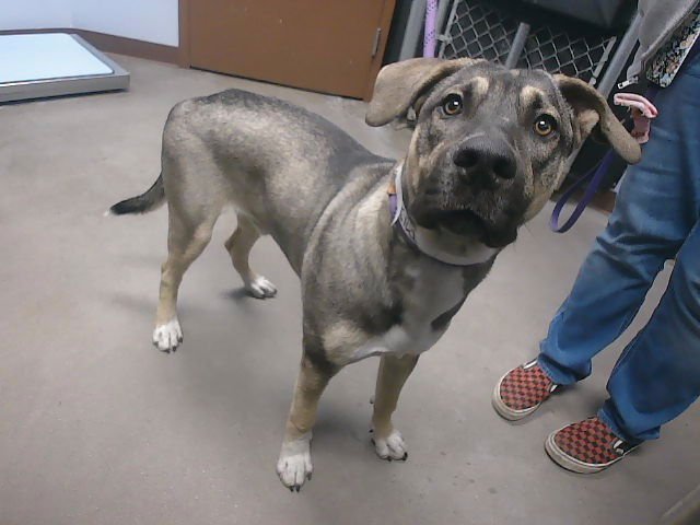 ASH - Labrador Retriever available for adoption