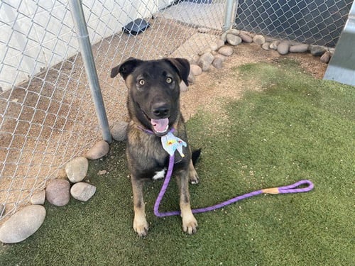JUNEBUG - German Shepherd Dog available for adoption