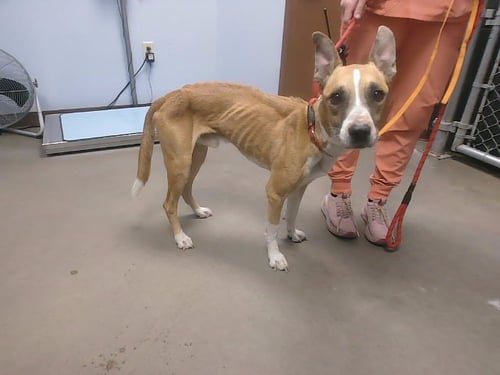 LUCIANO - American Pit Bull Terrier / German Shepherd Dog available for adoption