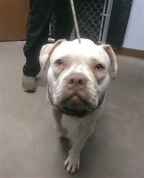 SNOWFLAKE - American Pit Bull Terrier available for adoption