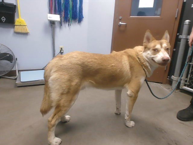 EINSTEIN - Husky available for adoption