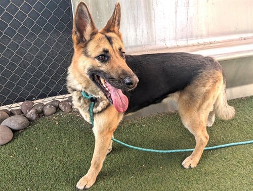 SERENA - German Shepherd Dog available for adoption