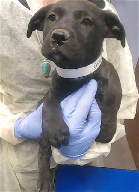 STAR - American Pit Bull Terrier / Labrador Retriever available for adoption