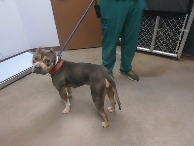 ALYSSA - American Bulldog available for adoption