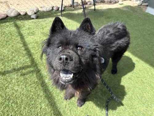 KAT - Chow Chow available for adoption