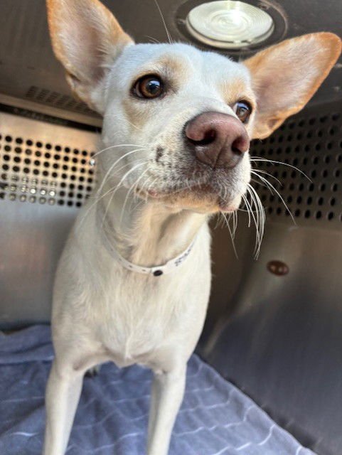 ZUPPA - Chihuahua available for adoption