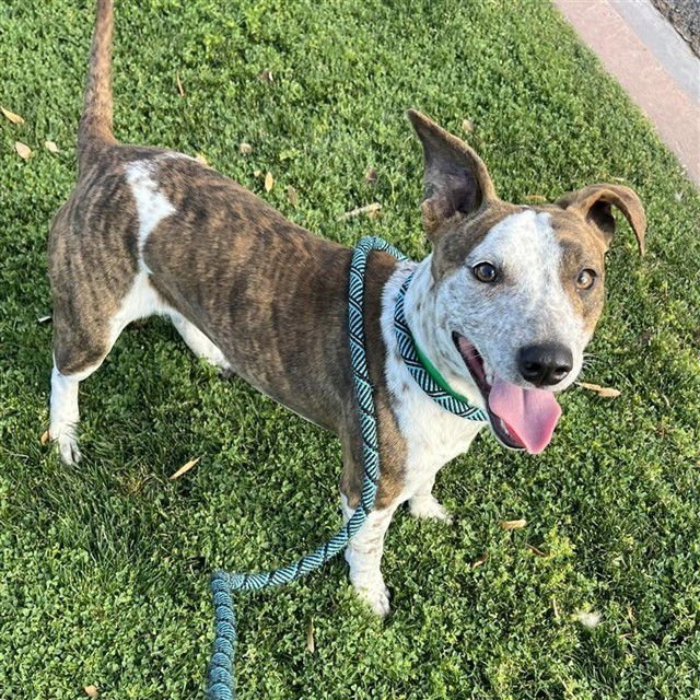 PISTACHIO - Australian Kelpie available for adoption