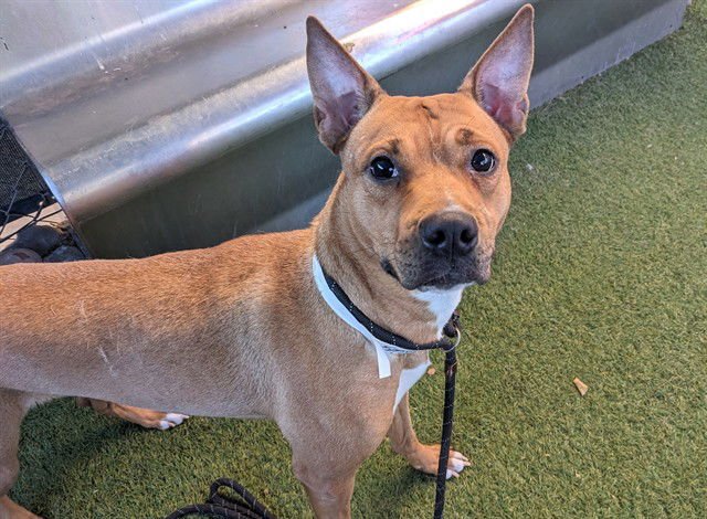 GIDGET - Carolina Dog available for adoption