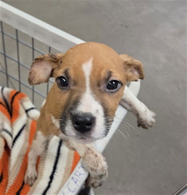 SADIES - American Pit Bull Terrier available for adoption