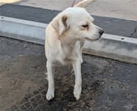 MILO - Photo 1