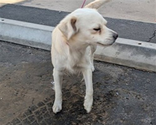 MILO - Cocker Spaniel available for adoption