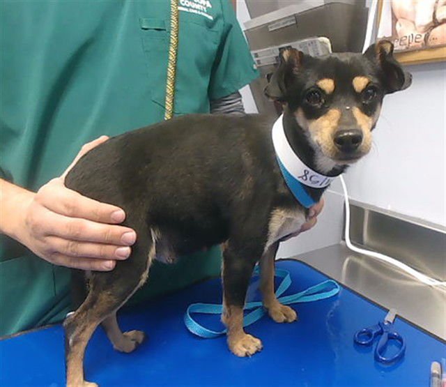 PERSEPHONE - Chihuahua available for adoption