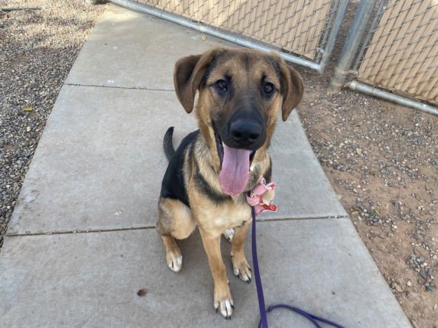 SWEETIE PIE - German Shepherd Dog available for adoption