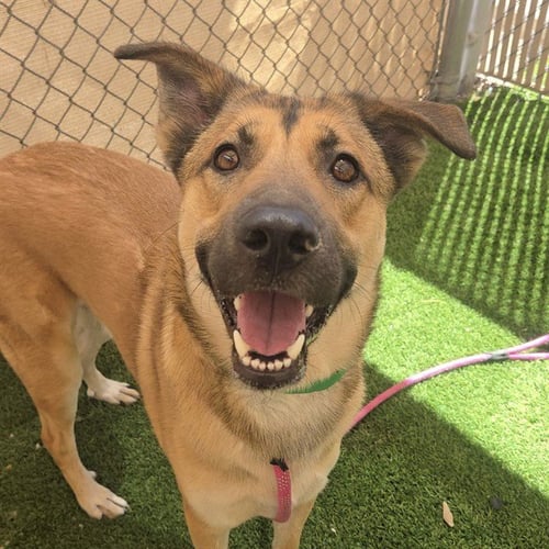 DONNIE - German Shepherd Dog available for adoption