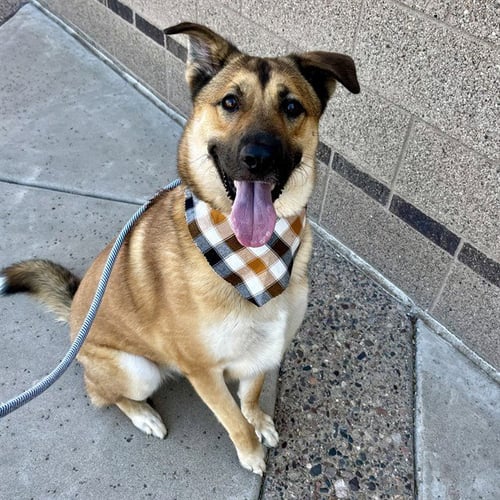 DONNIE - German Shepherd Dog available for adoption