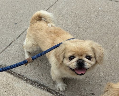 VANILLA - Pekingese available for adoption