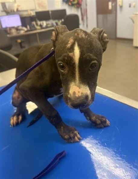 ICEMAN - American Pit Bull Terrier available for adoption