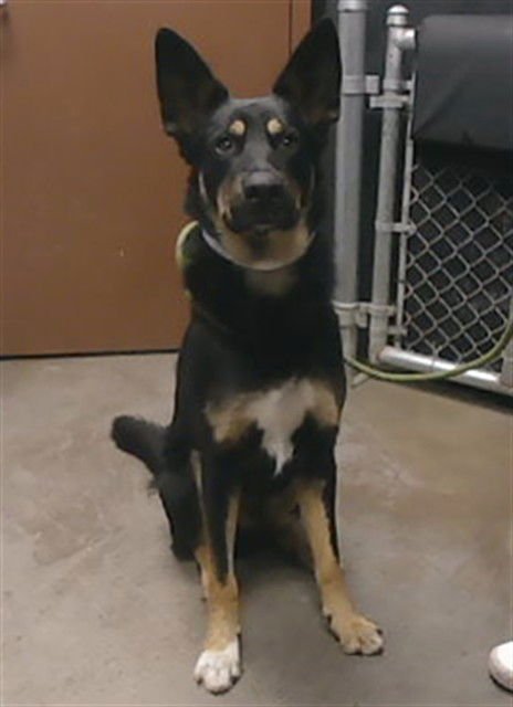 BAGEL - German Shepherd Dog available for adoption