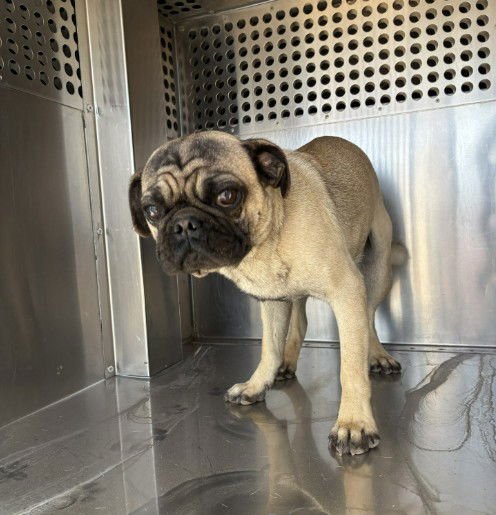 TANK - Pug available for adoption