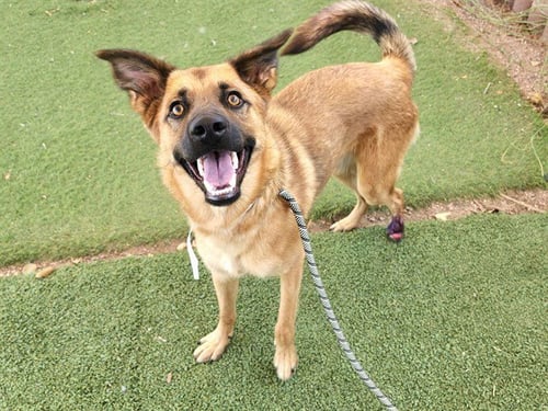 GRIZZLY - German Shepherd Dog available for adoption