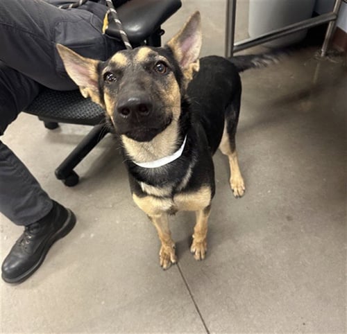 PAULA - German Shepherd Dog available for adoption