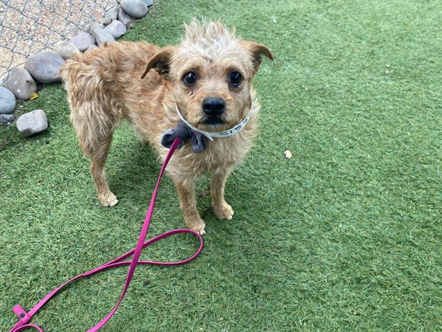 TEDDY RUXPIN - Cairn Terrier available for adoption