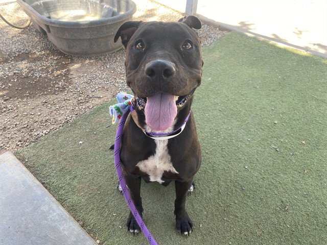 ROXY Image