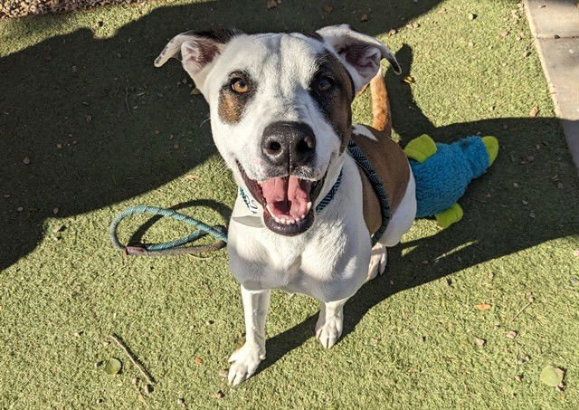 SPOT - Siberian Husky / German Shepherd Dog available for adoption