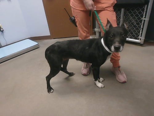 XENA - Belgian Shepherd Malinois / American Pit Bull Terrier available for adoption