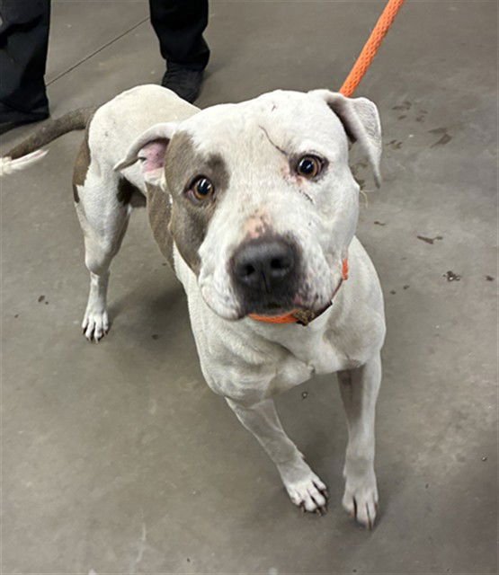 RUSSELL - American Pit Bull Terrier available for adoption