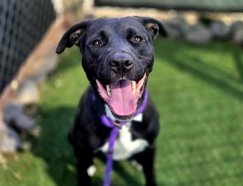 MACY - Labrador Retriever / American Pit Bull Terrier available for adoption