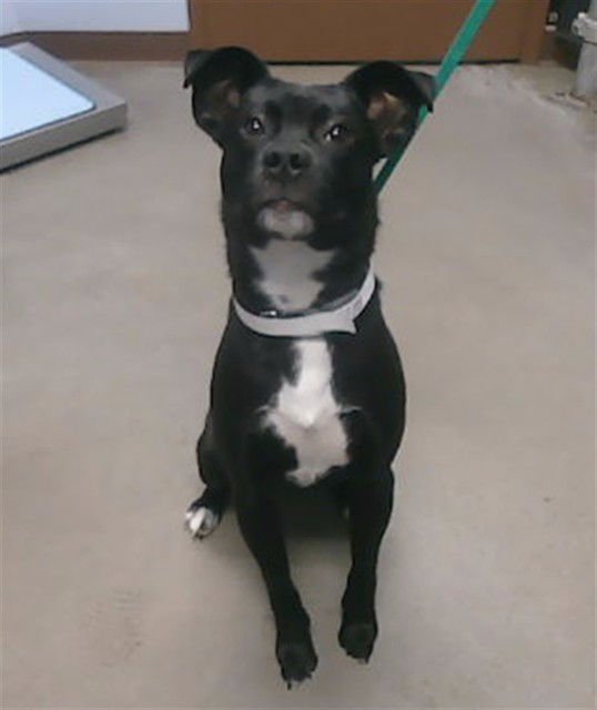 PIGLET - Labrador Retriever available for adoption