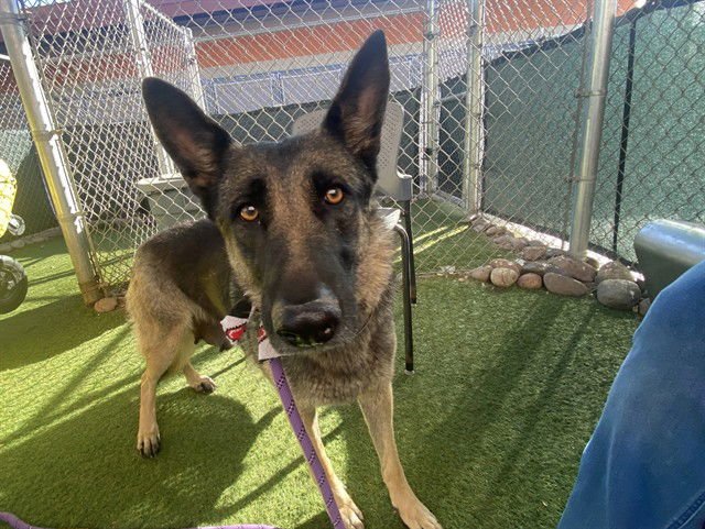 VULMA - German Shepherd Dog available for adoption