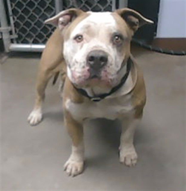 POET - English Bulldog available for adoption