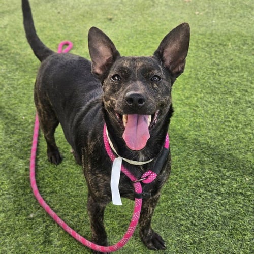 POPPY - Basenji available for adoption